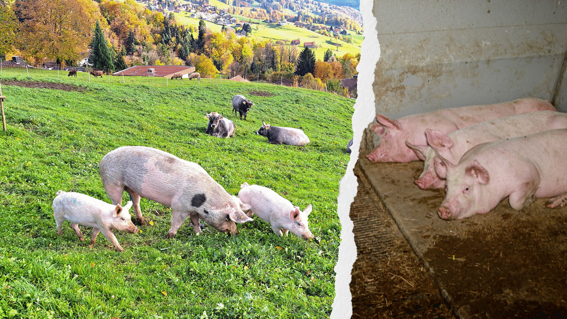 Ein Bild von Schweinen auf einer Wiese, daneben mit Risseffekt ein trauriges Bild von Schweinen in der Tierwirtschaft